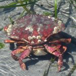 A male rock crabs carries a female in a mating embrace in an eelgrass bed. Note the abdominal flap of the female, which is visible beneath the abdominal flap of the male. Photo: WSG/Jeff Adams