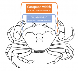 A diagram of a line outline of a European green crab, and showing that carapace width is correctly measured from the outside of the widest point of the back shell, outside the 5th anteriolateral spines. By contrast, notch width, the incorrect size measurement for Crab Team, is measured as the width of the shell taken just in front of the 5th spines. 