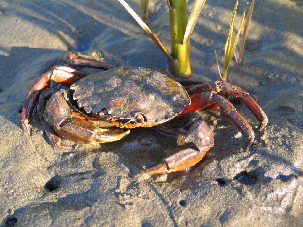 identifying-european-green-crab-washington-sea-grant