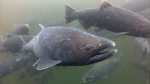 Chinook salmon underwater