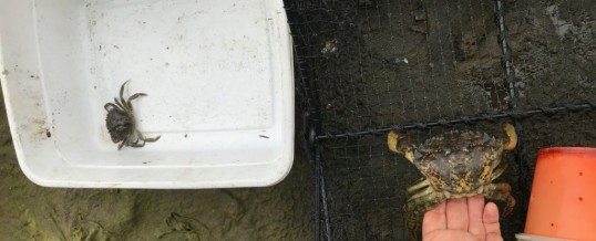 Additional Green Crabs Captured in Whatcom County