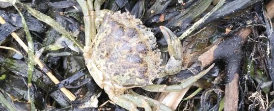A Slow Start to the 2020 Green Crab Season