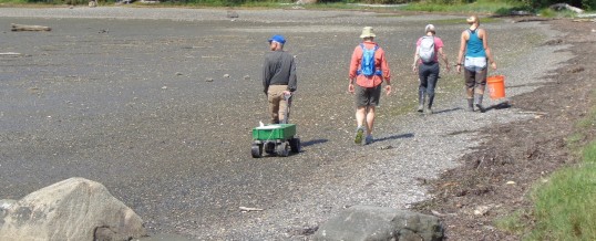 Monitors Capture Their First in Green Crab in Chuckanut Bay