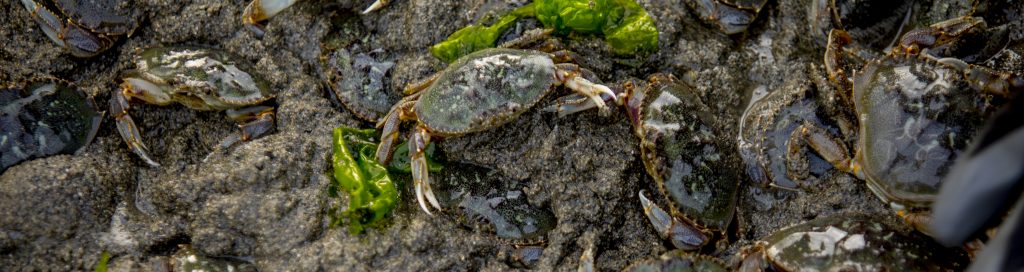 Dungeness Crab