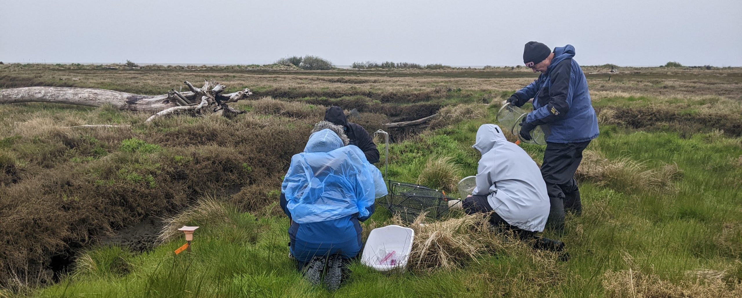 Four monitors collecting trap data at Ocean Shores.