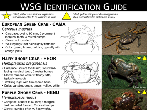 Identifying European Green Crab – Washington Sea Grant