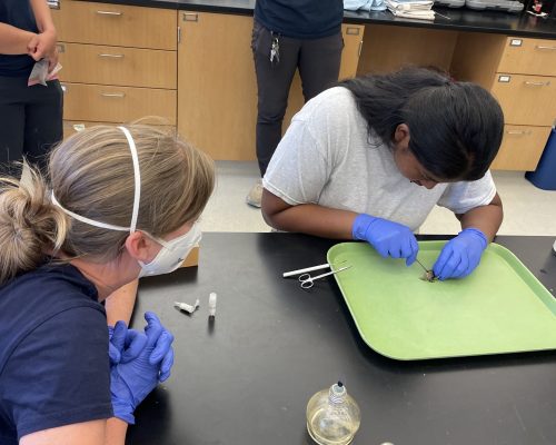 Emily provided training in green crab tissue sampling for genetics to Northwest Straits Commission Staff and Washington Conservation Corps Interns. Photo: L. Skare/NWSC Emily provided training in green crab tissue sampling for genetics to Northwest Straits Commission Staff and Washington Conservation Corps Interns. Photo: L. Skare/NWSC