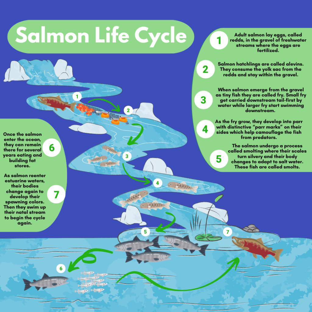 A colorful and fun diagram of a salmon's life cycle.