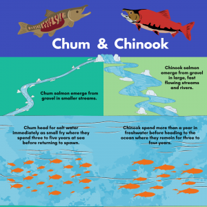 A comparison of the lifecycles of chum salmon and chinook salmon 