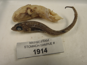 The mostly intact contents of a Yelloweye rockfish stomach