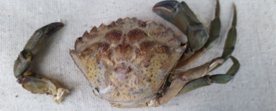 Detection of European Green Crab in Drayton Harbor