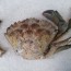 Detection of European Green Crab in Drayton Harbor