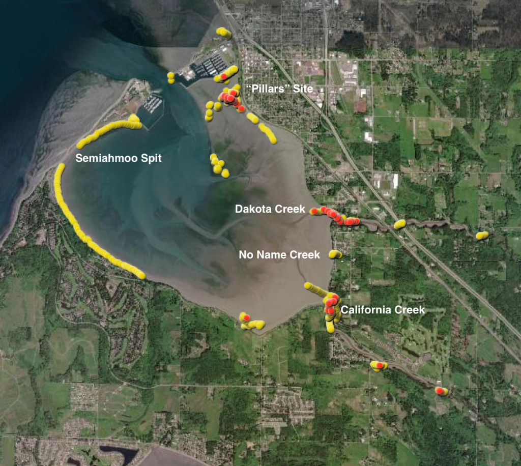 Completing the First Year of a Collaborative Removal Effort at Drayton Harbor Washington Sea Grant