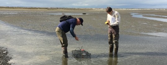 Update on European Green Crab at Dungeness Spit