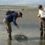 Update on European Green Crab at Dungeness Spit