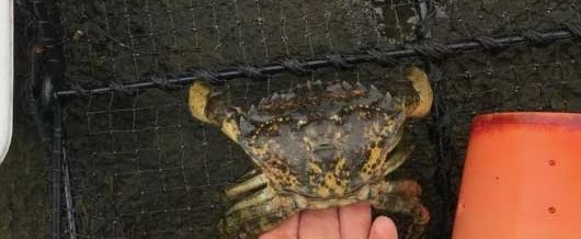 Additional Green Crabs Captured in Whatcom County