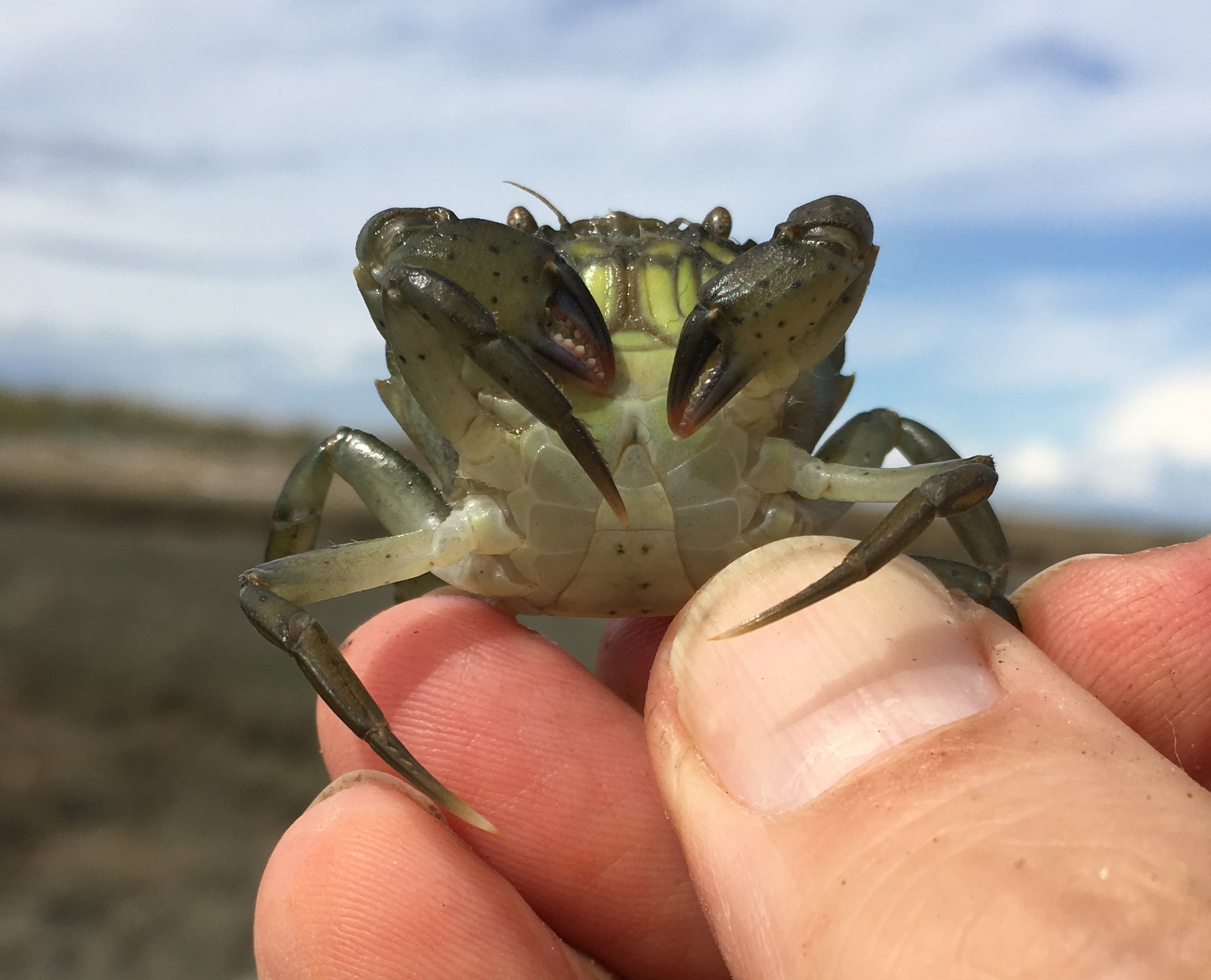 Update on European Green Crab at Dungeness Spit – Washington Sea Grant