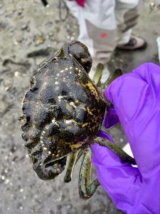 A hand with a purple nitrile glove holds a European green crab