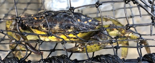 Further Green Crab Captures in Whatcom County