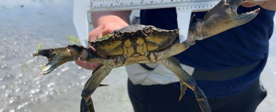 Launching Collaborative Green Crab Management in Drayton Harbor (part 2)