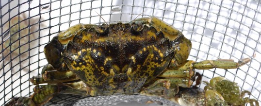 Building Capacity to Protect the Salish Sea From European Green Crab