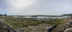 A scenic tidal wetland