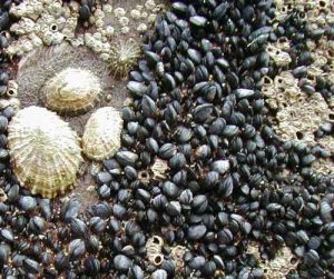 Limpets, mussels, and barnacles all count as epifauna