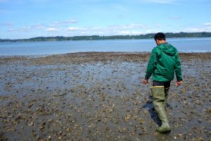 Person walking across an oyster-filled tide flat. 