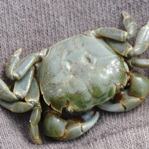 Purple shore Crab (Hemigrapsus nudus) showing how coloration can vary widely. Photo from North Island Explorer