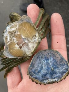 Molt of a European green crab in a hand. The carapace is removed from the molt and flipped over, so the inside of the shell is visible, showing a clean interior.