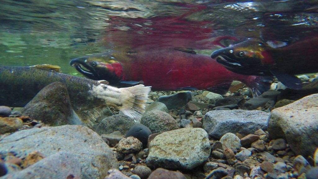 California sails toward biggest salmon harvest in years - The San