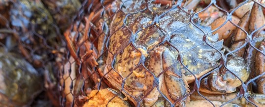 Crab Tiling: Can Artificial Structure Help Remove Green Crabs?