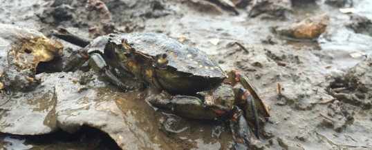 Crab Team Takes Willapa Bay by Storm: Part 3