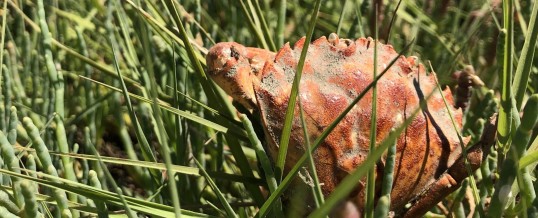 WSG and WDFW Expand Green Crab Trapping on the Washington Coast