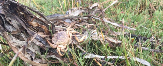 Crab Team Takes Willapa Bay by Storm: Part 2