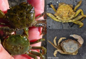 Four species of native green-ish crabs that are not European green crabs. From top left: Hairy shore crab, hairy helmet crab, black clawed crab, purple shore crab. Photos: Emily Grason, Jeff Adams, DFO Canada
