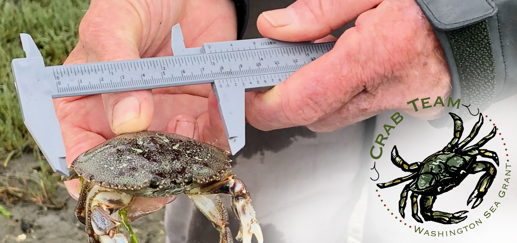 A dungeness crab getting measured with gray calipers
