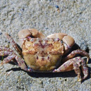 Hairy Shore Crab