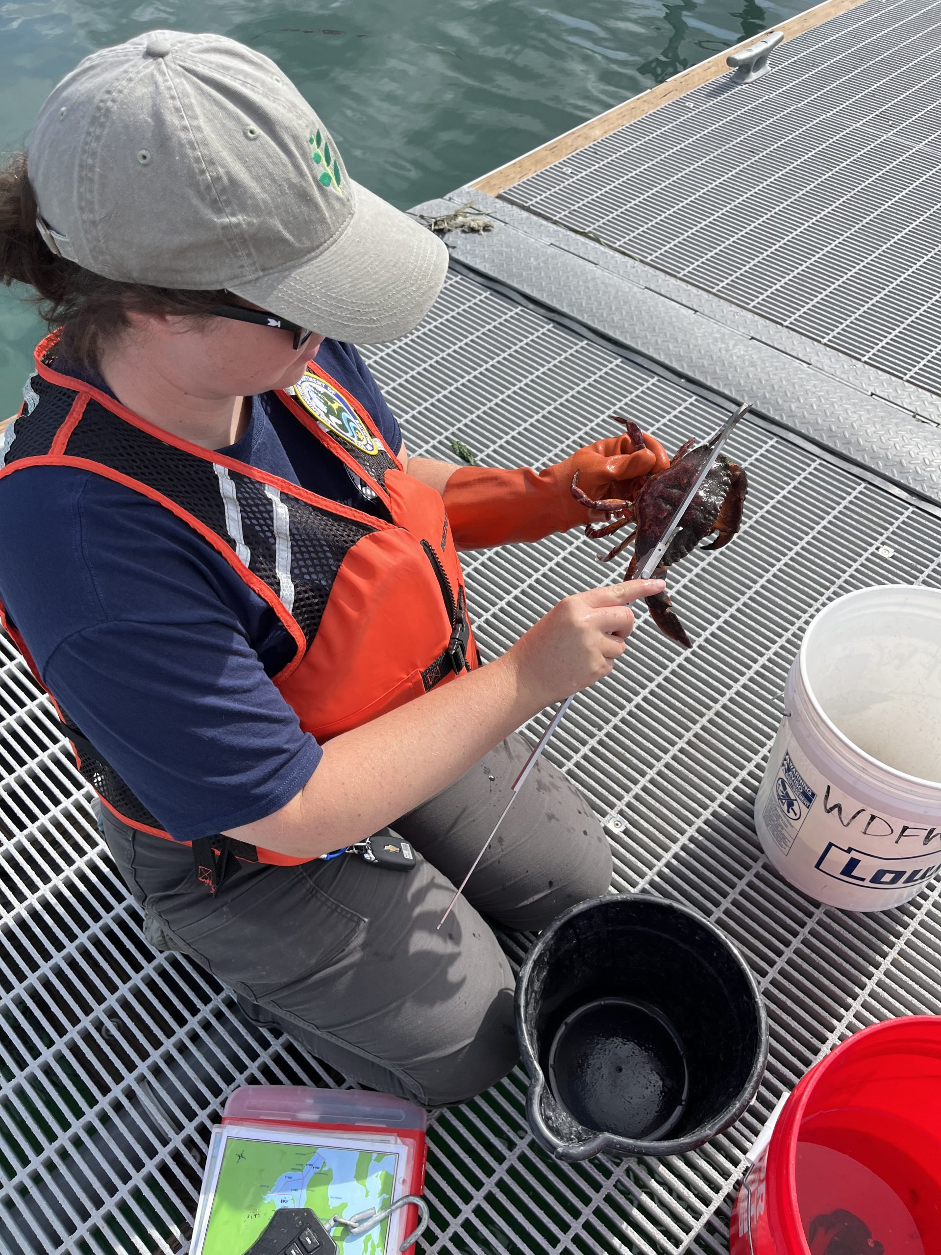 Hannah is kneeling on a floating dock surrounded by different colored buckets and is holding a red rock crab in her left hand while measuring it with calipers using her right hand. She is wearing an orange life vest and a green ball cap.
