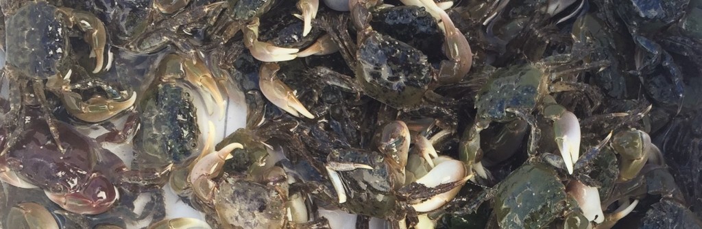 Protocol in Focus: What Is “Haphazard Sampling”? – Washington Sea Grant