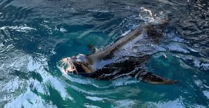 Female Steller sea lion in the water with her mouth open to vocalize.