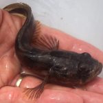 A small midshipmen held out of water showing off striped pectoral fins.