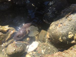 A midshipmen in a shallow tidepool