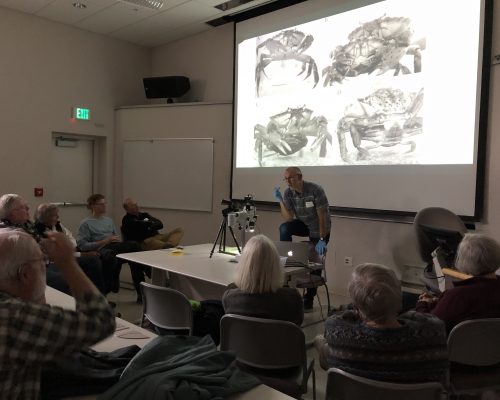 Sean McDonald giving a green crab dissection presentation at Crabstock.