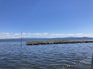 Growing oysters in Willapa Bay