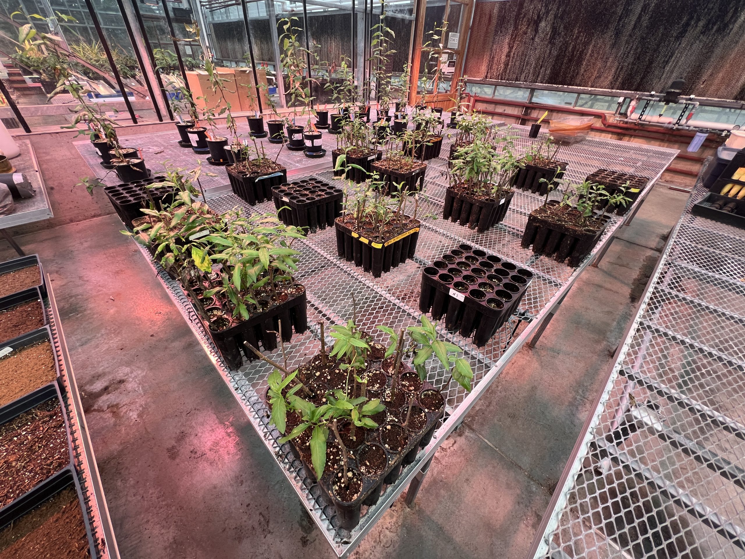 An array of poplar trees planted in gridded containers