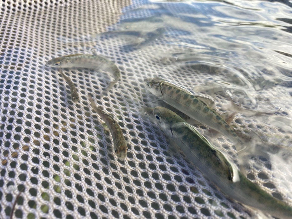 Juvenile chinook swimming in a net