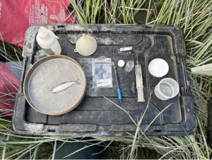 Preparing to collect salmon gut contents