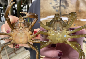 Two photos showing side by side comparison of the abdomens of a female (left, wide abdomen) and male (right, narrow abdomen) northern kelp crab.