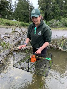 Person in WDFW uniform stands in shallow water and holds a fukui trap with a green crab in it.